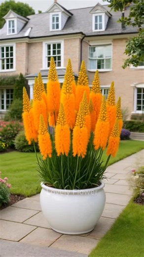 18K views · 1.7K reactions | Kniphofia Uvaria — burning bright like a golden flame  . . . . #gardening #lovelyflower #Flowerlovers #Usagardening #UnitedStates #USA #Canada #texasgardening #reelsviral #reelsvideo #reelsinstagram #reelsfb #houseplants #Plants #garden #leaf #flower #beautifulflower #rose #orchid #iris | Lovely Flower | Facebook