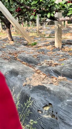 笑死了我。一下子摘两个🍒这反应也是没想到
