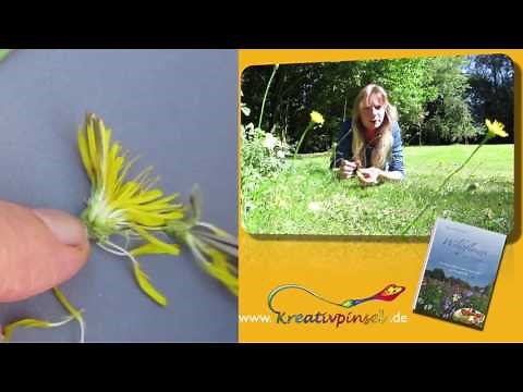 Ferkelkraut (Hypochoeris radicata) – Korbblütler