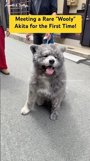 Meeting a Rare "Wooly" Akita for the First Time!