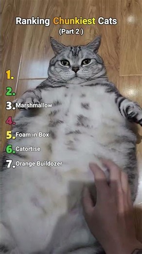 Ranking Chunkiest Cats😼| Part 2