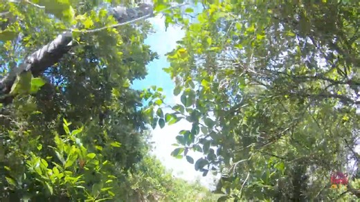 Australia's Lord Howe Island is a World Heritage listed paradise, a 2 hr flight off the coast of Sydney. It is a magical place and an outdoor lovers paradise - hiking and bushwalking, snorkelling and bird watching. The Goathouse is the hardest of the self-guided full day hikes on the island and this variation takes in two other iconic spots: Intermediate Hill and Rocky Run. Pack lunch and be fully equipped for a full day out in wonderful Lord Howe Island. #LordHoweIsland Lord Howe Island Tourism