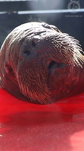 69K views · 3.3K reactions | ❗️Walrus calf patient update❗️ Wait five seconds for the best surprise you’ll see all week  | Alaska SeaLife Center | Facebook