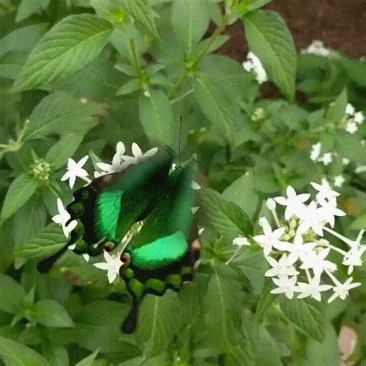 The emerald swallowtail butterfly is a creature that’s been painted with light Its vivid green wings don’t come from pigment but from structural colour: millions of tiny, bowl-shaped scales reflect light in different directions, blending wavelengths to create that glowing, almost neon effect.