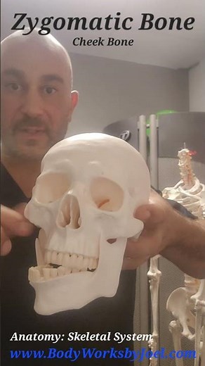 Anatomy: Zygomatic Arch