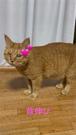 背伸び#ねこ #かわいい猫 #かわいい #チャンネル登録お願いします #猫のいる暮らし #チャンネル登録者数100万人になる #保護猫 #猫のいる生活 #ねこのいる生活 #癒し #cat #cute