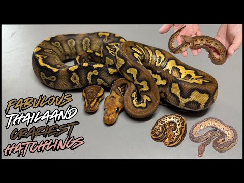 We Visited Thailand… and Their Hatchlings Blew Our Minds!