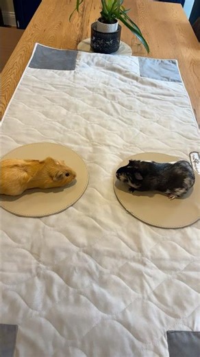Guinea pigs roast battle Part 2(things are getting personal) #guinea #roastbattle