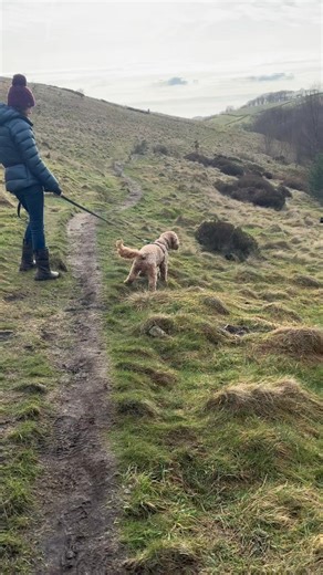 11K views · 222 reactions | Reactive dogs get such a bad rep, don’t...