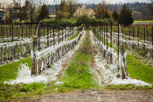 Spray-on foam could help shield crops from devastating spring freezes