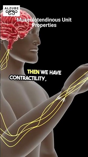 4 Key Properties of Muscles Explained in 50 Seconds | Biomechanics Made Simple