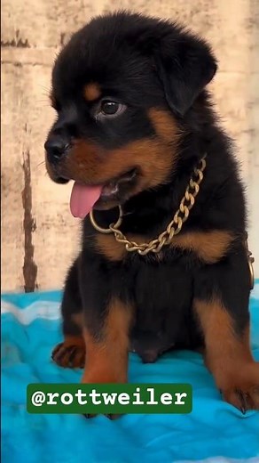 Rottweiler Puppy for Sale – Pure German Bloodline 🐾🔥