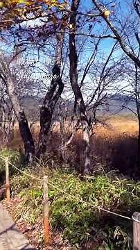 ここ、まるで別世界🌿ここは 戦場ヶ原、栃木県・日光の奥に広がる約400ヘクタールの広大な湿原地帯。