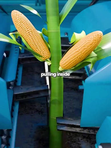 Corn Harvesting Process Explained Step by Step