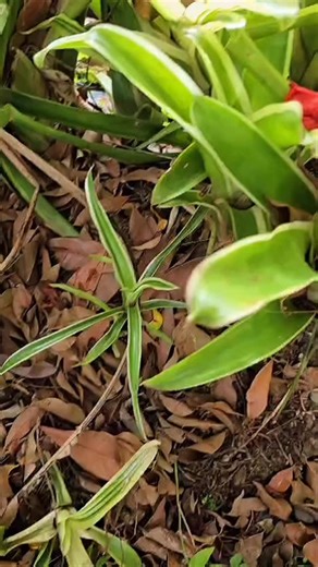 🌟 Aprender con libertad y responsabilidad es el corazón de la metodología Plan Dalton. En este modelo, cada estudiante descubre su propio ritmo, elige cómo organizar su tiempo y asume el compromiso de avanzar con autonomía y sentido. 📚💪 En nuestras aulas, el error se convierte en oportunidad, la curiosidad en motor y la cooperación en una forma de crecer juntos. 🤝✨ Porque educar no es llenar la mente, sino encender el deseo de aprender cada día. #PlanDalton #EducaciónConSentido #AprendizajeA