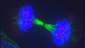 Novel Artificial Cell-Like Structures Can Mimic Natural Living Cells