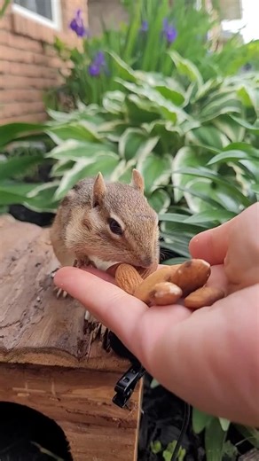 chipmunk cheeks! #cuteanimals #squirrel #eating