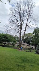 31 reactions · 3 comments | Big ol Ash tree taken down last week. Used my new Maasdam Rope Puller, some wedges, my truck, and some 3 strand 1/2 inch rope to make sure this tree didn't fall backwards and take out the neighbors new fence and power lines behind it. If you have a tree leaning one way or the other that your looking to take down and are nervous of it falling the wrong way, get yourself a Maasdam Rope Puller, or just call me | Trustfall Tree Service, LLC | Facebook