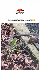 109K views · 1K reactions | Quando a PRESA vira o Predador... | Space Cooper | Facebook