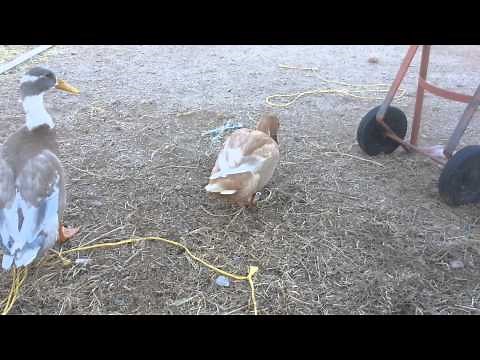 Difference between duck and drake; male vs. female