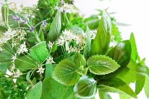 バジルの種まき〜収穫までの育て方！栽培時期や摘芯・剪定の方法について！｜育て方Labo(育て方ラボ)