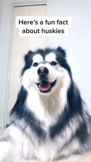 Did you know this about #huskies ? #siberianhusky #husky #doglife #huskylife