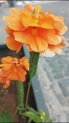 Crossandra infundibuliformis | Firecracker flower