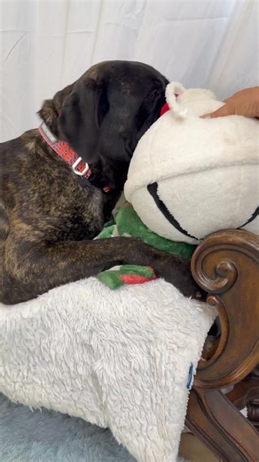 Meet Randolph 🐾 Randolph is a stunning, big brindle Mastiff with a heart to match his size. This handsome boy is incredibly sweet, people-friendly, and dog-friendly. He has an easygoing nature and enjoys being around his humans just as much as he loves a good toy. Because Randolph is a large, powerful dog, breed-experienced owners are a plus to help him continue being the best version of himself. He rides great in the car, has good manners, and is happy to tag along on adventures or relax at ho