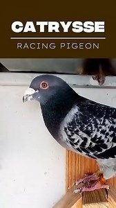 73K views · 2.3K reactions | These pigeons are bred for long-distance races and are known to recover quickly even after exhausting flights. The strain has been compared to some of the greatest racing pigeon dynasties, with many experts considering the Cattrysse brothers as "undisputed world champions" in pigeon racing. #pigeons | PigeonVibes | Facebook