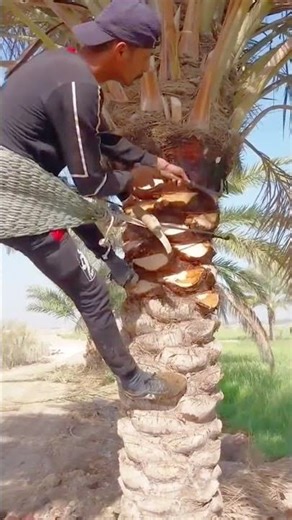 Technique for tidying up date palm fronds to make the fruit harvesting process easier