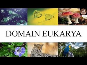 Three domain classification systems| domain eukarye| properties of eukaryotic cell