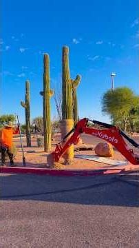 This saguaro is done gambling and headed to the golf course at WeKoPa!