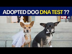 Adopted dog DNA test leads to shocking reveal
