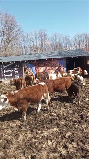 kendi işine cesur olmayan elin işine esir olur 🐂🙋