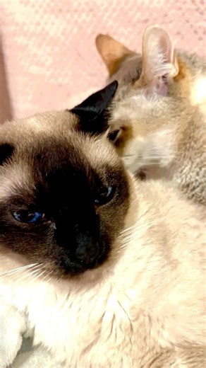 大好きなたぬき猫に抱きついてフンフン猫吸いしているシンガプーラなのにゃ♪#cat #シンガプーラ #トンキニーズ#たぬき猫#singapura#tonkinese