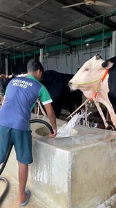 The shepherd cleans the bull's food bowls and all the bulls with water #bulls #cleaning #cattlefarm #reelsfypシ #foryouシ #shortsreels | Bulls take care