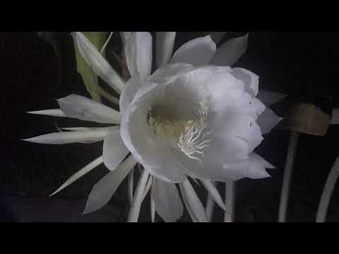 Night-blooming Cereus blooming | A Timelapse
