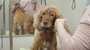 Groomer combs fur of cocker spaniel Stock Video