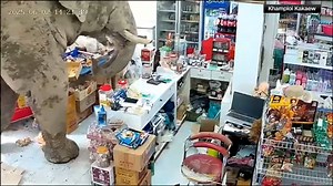 Elephant caught on camera taking snacks from convenience store: 'It was like it came on purpose'