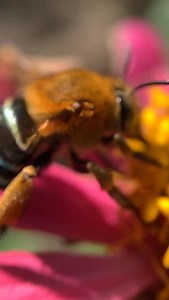 One of my favourite native bees here in Australia - the Blue Banded Bee 💙🐝 This is a female bee as she has 4 blue bands and the males have 5. #beesarecool #bluebandedbee #slowmotion #shotoniphone | Macro Bees