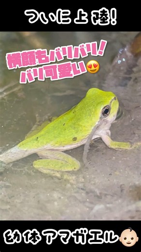 しっぽの生えた幼体アマガエルが上陸する瞬間！ #カエル #赤ちゃん #frog