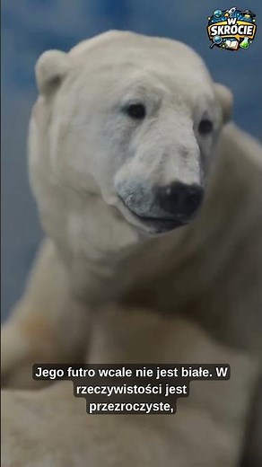 🐻‍❄️Czym jest niedźwiedź polarny?🐻‍❄️