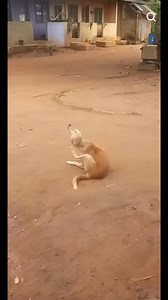 25K views · 42 reactions | This dog surprise me, wait till the end 藍浪樂 Subscribe to our YouTube channel: youtube.com/@mcglobally Follow us on Tiktok: @mcglobally ©MGC | MGC BLOG | Facebook