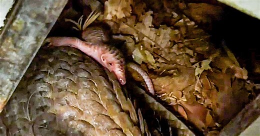 First in 10 years: Critically endangered Sunda pangolin born at Night Safari