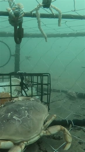 I put a GoPro in a CRAB TRAP and this is what happened. . . #fishing #crabbing #gopro #salmon #trout #steelhead #seacreatures #fyp #fypシ #foryou #foryoupage #lifestyle #stlhd #stlhdgear #lifestyle #ocean #explore #541fisherman #crab #crabs #goprophotography #goprohero | 541_fisherman