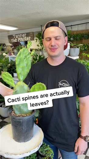 Fascinating Cacti Facts You Never Knew!