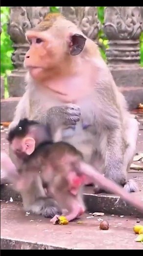 Life of Monkeys: The frail baby monkey couldn't stand and tumbled down the stairs, its mother...