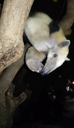 Oso Hormiguero comiendo #videoviral #vida #faunasilvestre #osos #navidad #diciembre #michoacan #tierracaliente