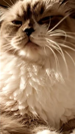 Cheeky Pets Co ; A Devoted pet care; #petcareprovider #petcareexperts #petcare #petcareprofessionals