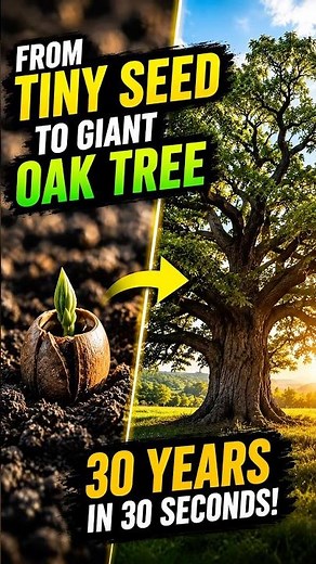 This Tiny Acorn Became a Giant Tree 🌰🌳